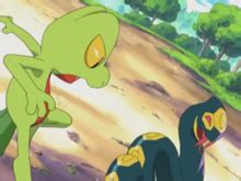 ash's sceptile|ash treecko.